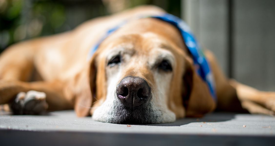 6 Appropriate Activities for Senior Dogs