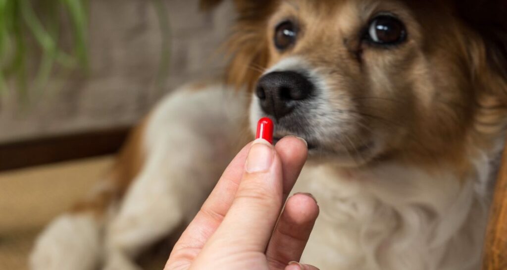 A red supplement is being held in front of a dog