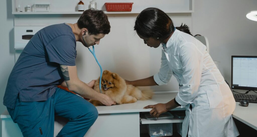 A veterinarian is listening to the heart sounds of a dog using a stethoscope while a female attendant is beside them