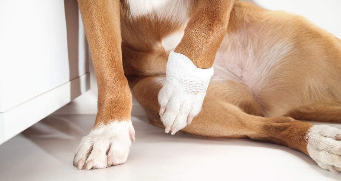 How To Make Your Home Safer for Pets With Arthritis How To Make Your Home Safer for Pets With Arthritis