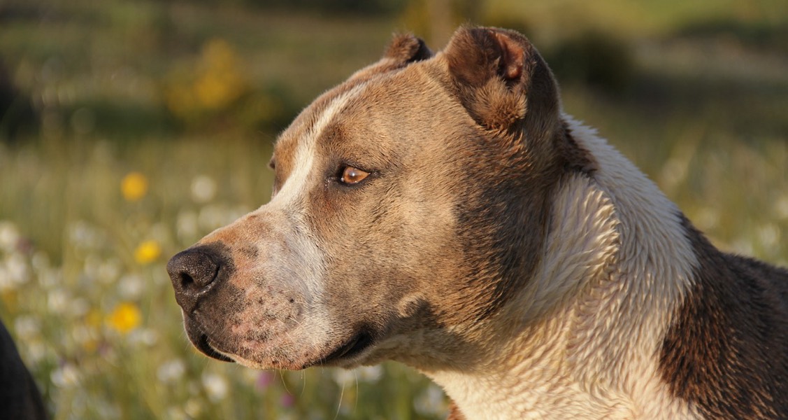 Cornell surgeons repair pitbull’s perforated small intestine Cornell surgeons repair pitbull’s perforated small intestine