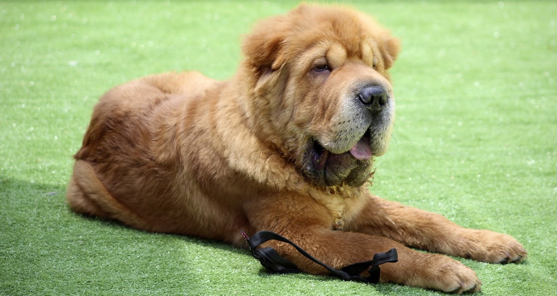 Simplifying the Approach to Canine Mast Cell Tumors Simplifying the Approach to Canine Mast Cell Tumors