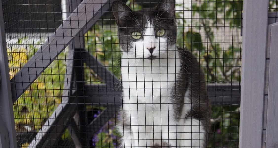 Catio Features That Keep Your Feline Friend Safe Catio Features That Keep Your Feline Friend Safe