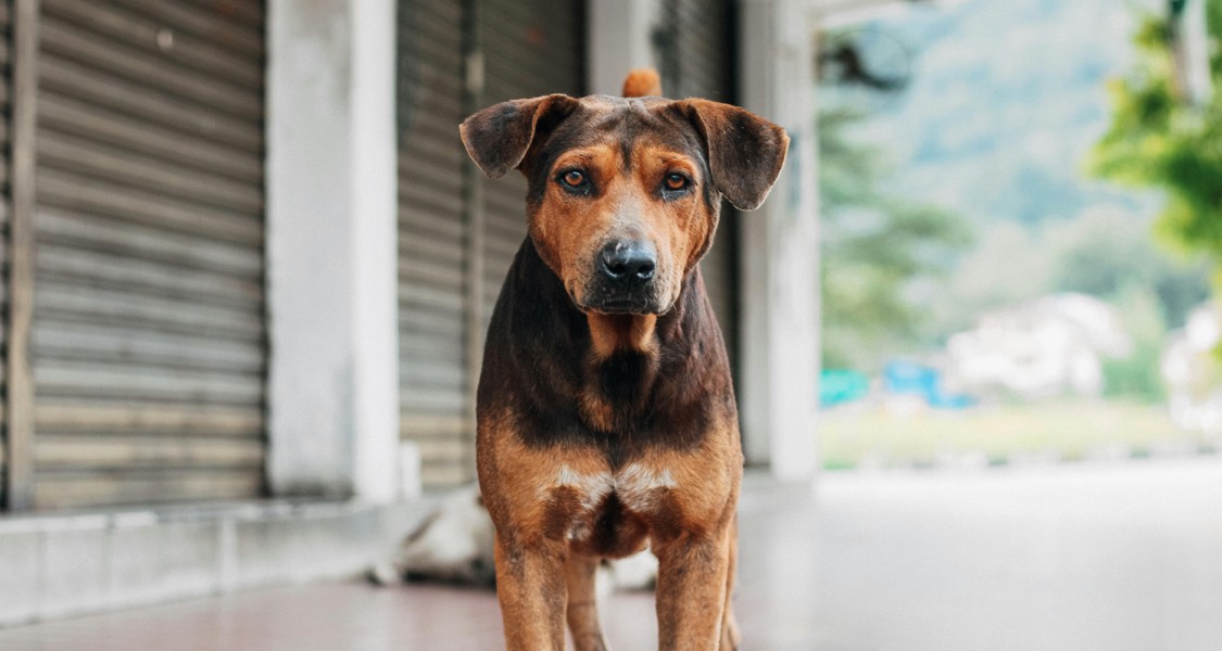 ‘Seeing her hurt was more than I could bear’: the family pets left in limbo amid Australia’s domestic violence crisis ‘Seeing her hurt was more than I could bear’: the family pets left in limbo amid Australia’s domestic violence crisis