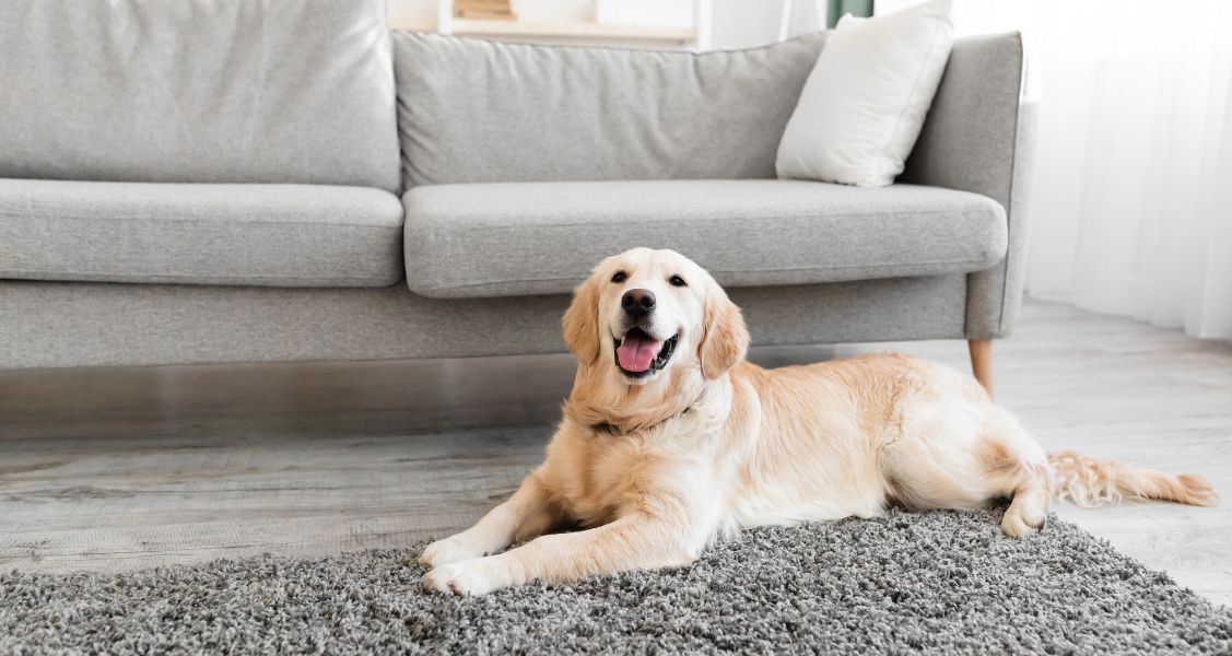 A Guilt-Free Guide To Leaving Your Dog Home Alone A Guilt-Free Guide To Leaving Your Dog Home Alone