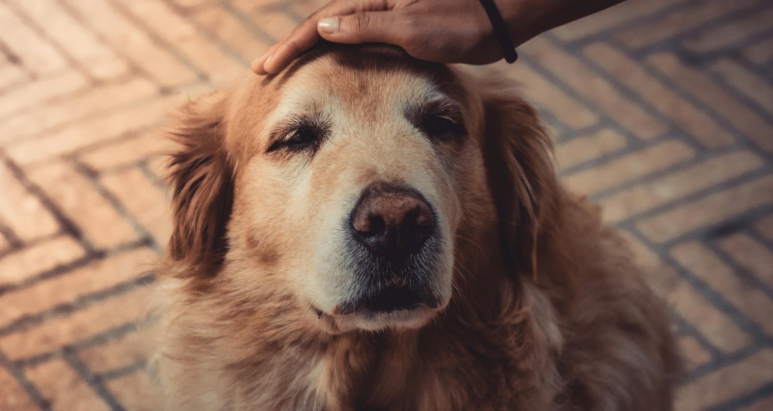 Tips for evaluating aging pets Tips for evaluating aging pets