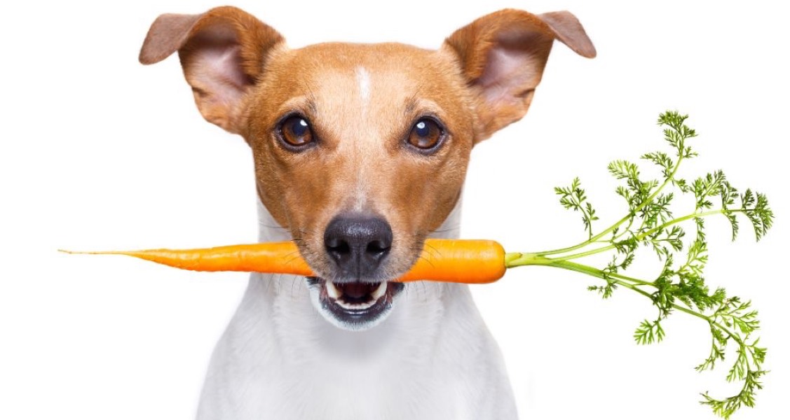 Dog-Friendly Foods You Can Grow in a Greenhouse Dog-Friendly Foods You Can Grow in a Greenhouse