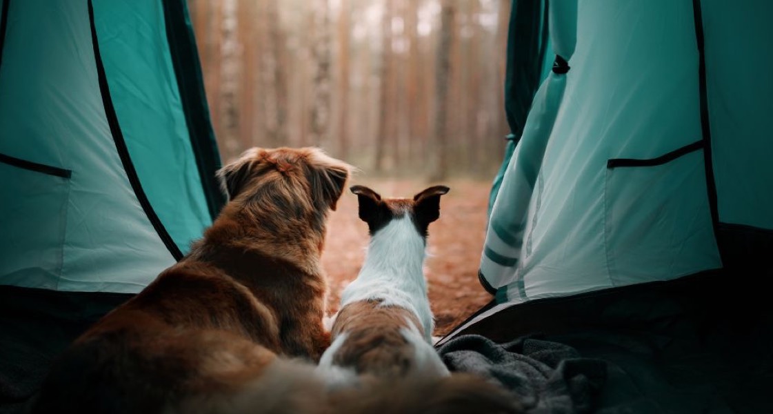Camping With Your Dog: Safety Tips To Follow Camping With Your Dog: Safety Tips To Follow