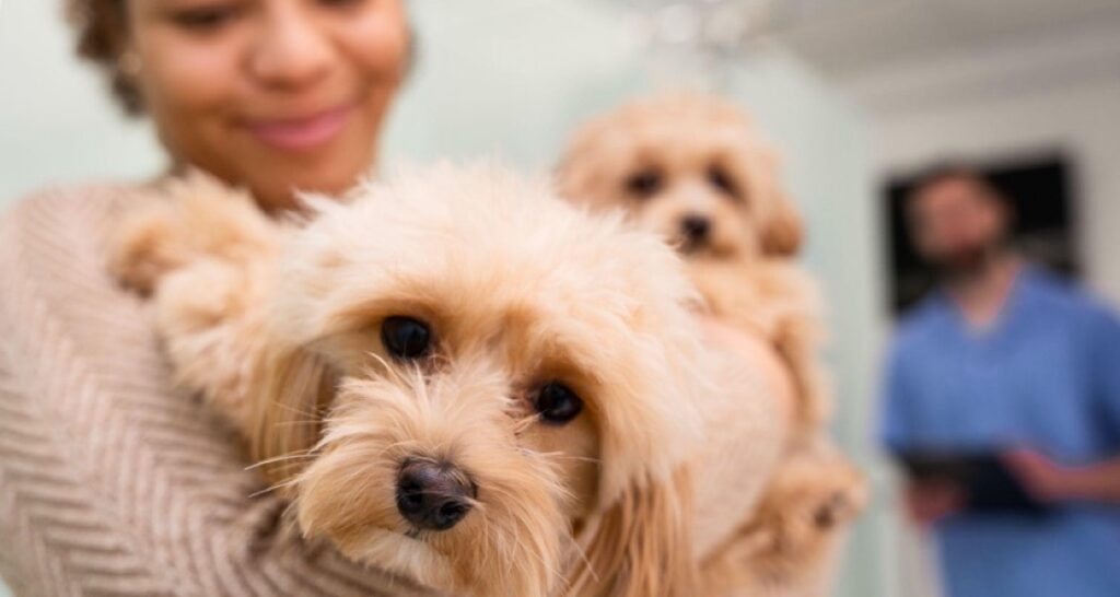 A dog is being held in a woman's arms