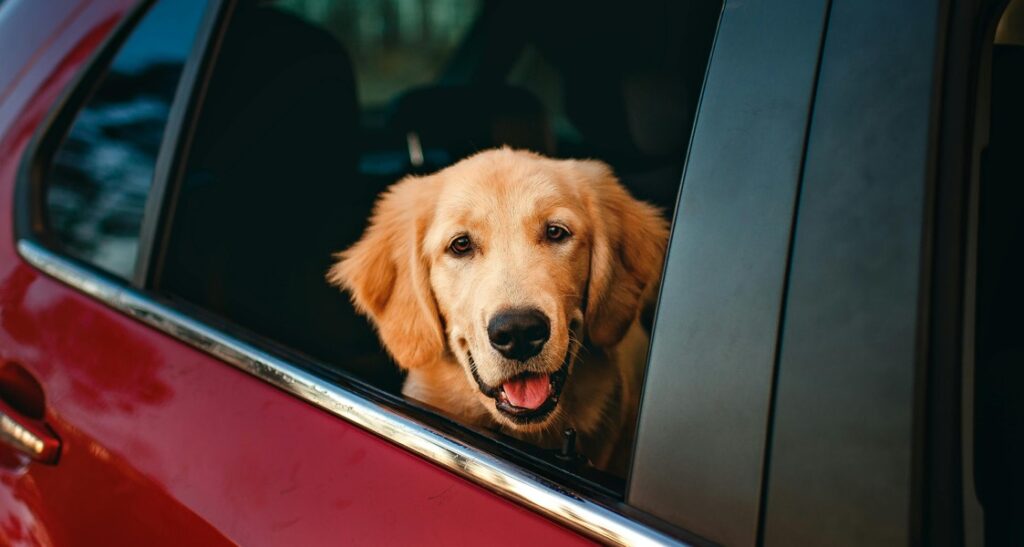 A golden retriever is looking through a car window