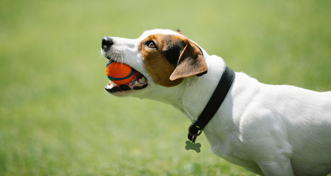 Signs of Pet Anxiety and How the Right Toys Can Help Signs of Pet Anxiety and How the Right Toys Can Help