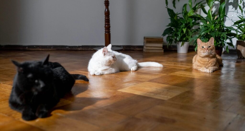 Three cats are lying on a wooden floor