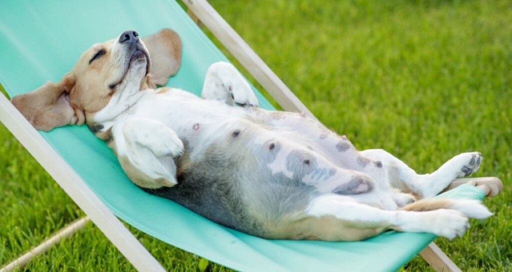 A pregnant beagle is laying on a chair