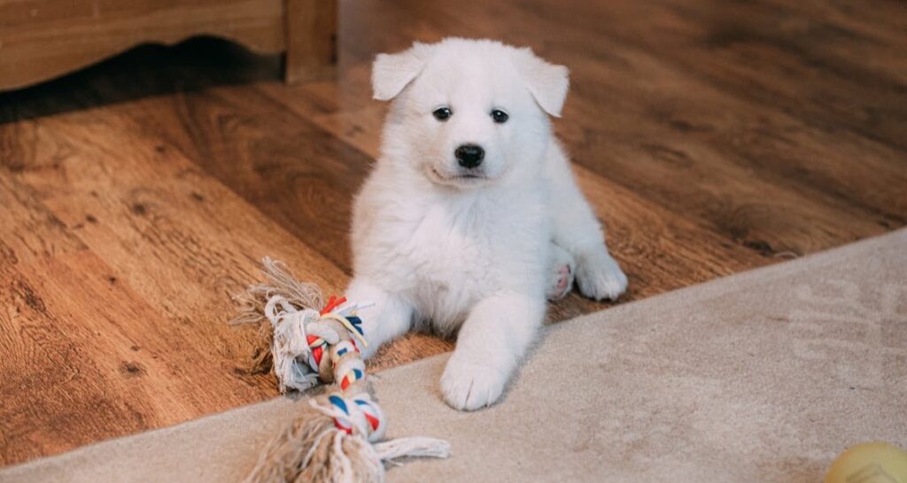 A white coated puppy is sitting with a toy