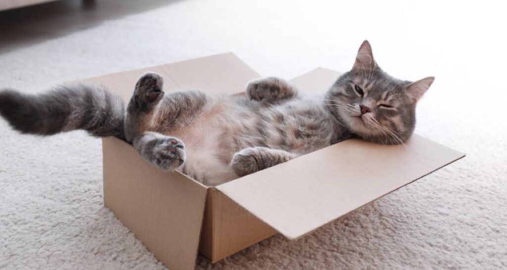 A cat is lying in a box on their back