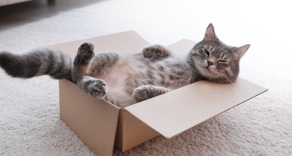5 Tips To Help Alleviate Your Cat’s Allergy Symptoms 5 Tips To Help Alleviate Your Cat’s Allergy Symptoms