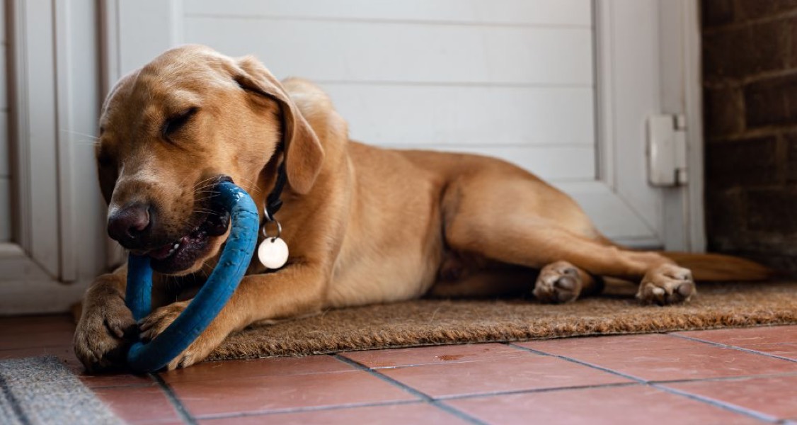 The Health Benefits of Chew Toys for Dogs The Health Benefits of Chew Toys for Dogs