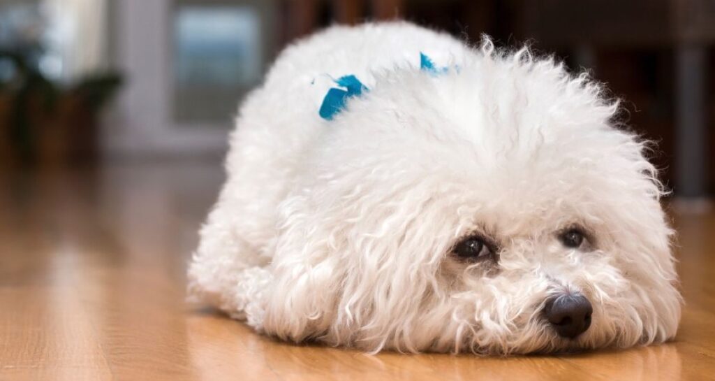 Bichon frise lying on wooden floor