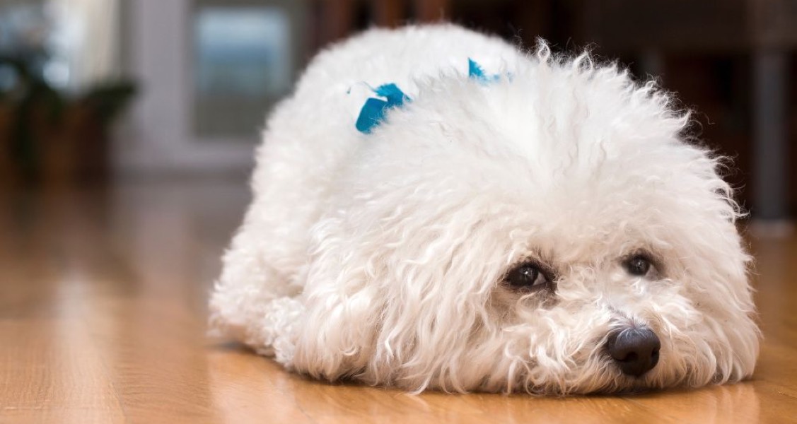 Dog Breeds That Are Prone to Separation Anxiety