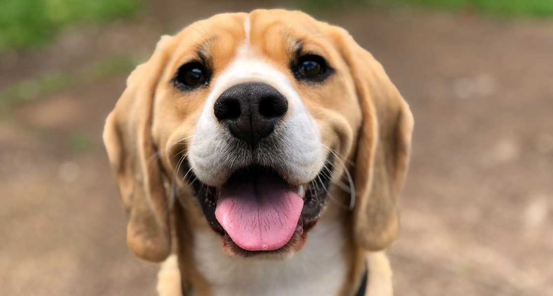 Tips to Read and Decode Canine Body Language Tips to Read and Decode Canine Body Language