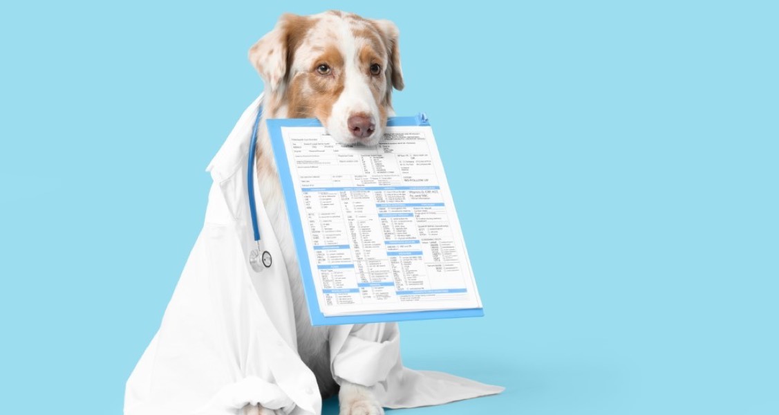 The Pros and Cons of Health Insurance for Dogs The Pros and Cons of Health Insurance for Dogs