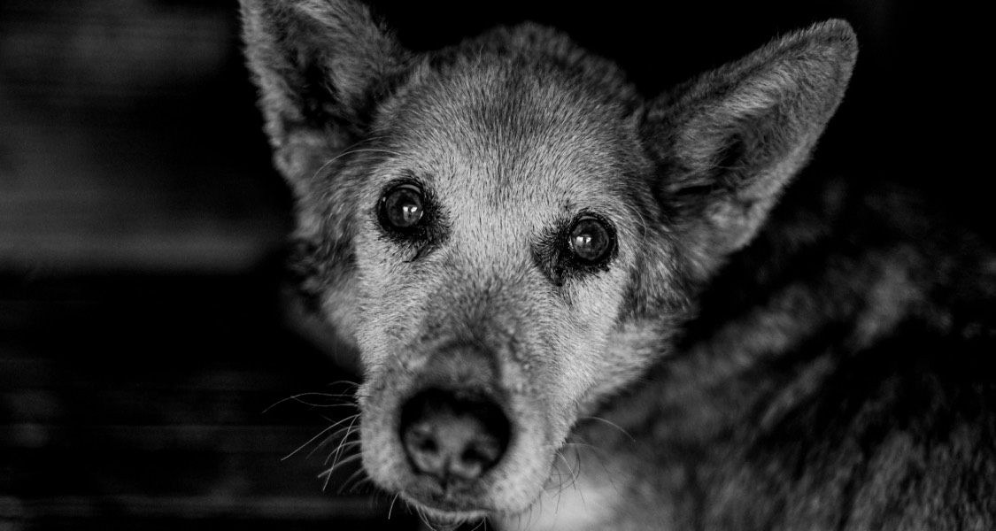 How to Care for Senior Pets at Home? How to Care for Senior Pets at Home?
