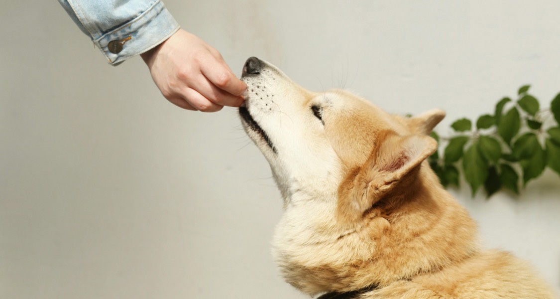 Pet Treats for Training: How to Use Them Effectively Pet Treats for Training: How to Use Them Effectively