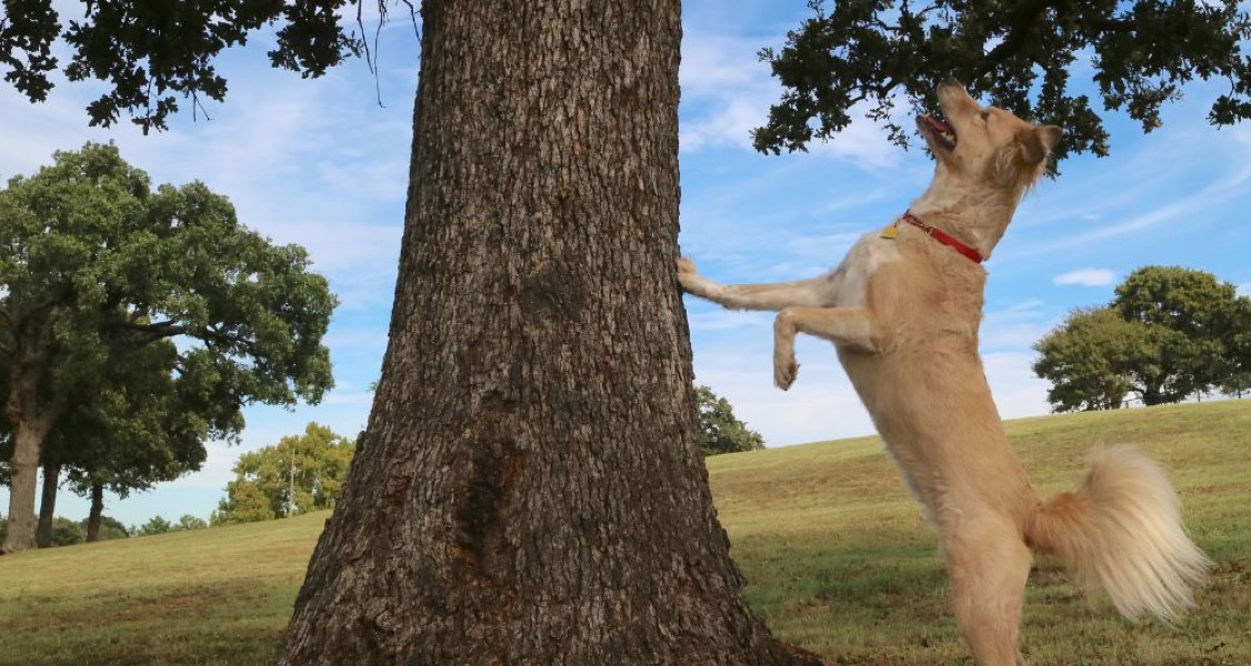 The Dangers of Letting Your Dogs Chase Wildlife