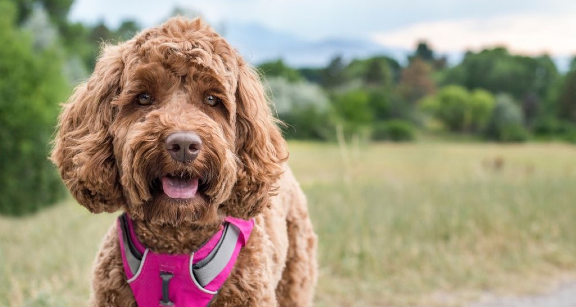 Best Outdoor Adventures To Enjoy With Your Dog Best Outdoor Adventures To Enjoy With Your Dog