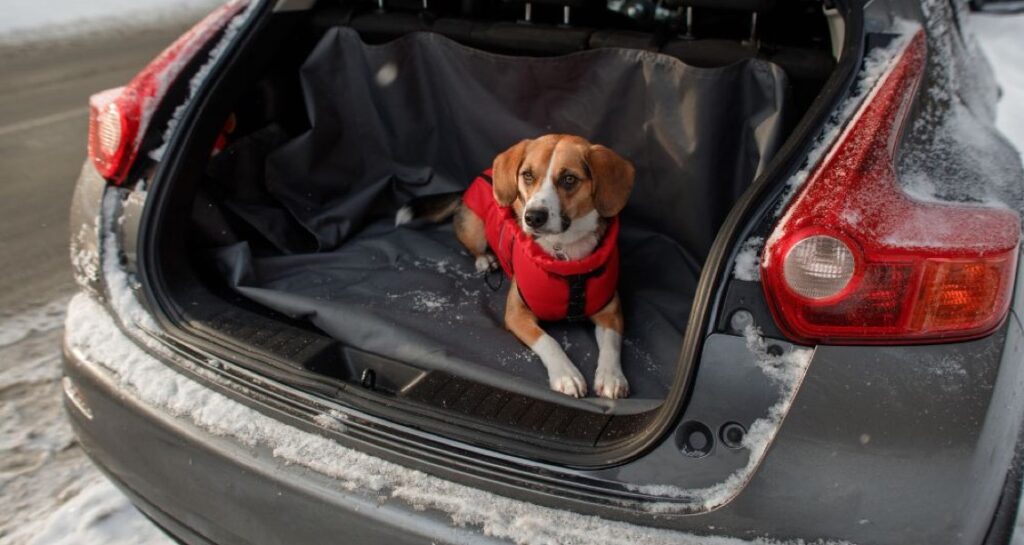 A dog is sitting in the trunk of a car