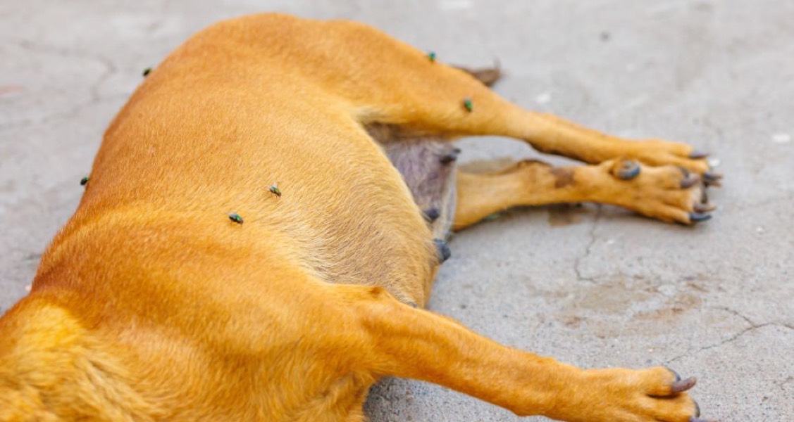 Beyond Ticks: Pests That Could Put Your Dog at Risk Beyond Ticks: Pests That Could Put Your Dog at Risk