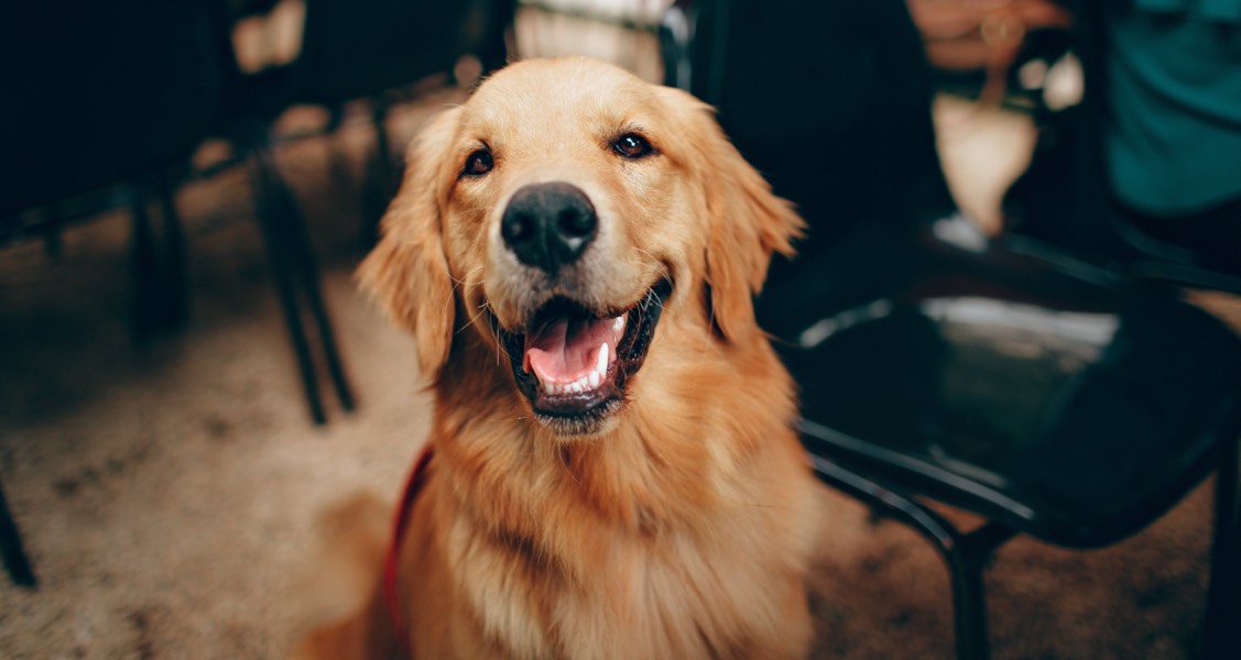 How to Make Your Dog Happy How to Make Your Dog Happy