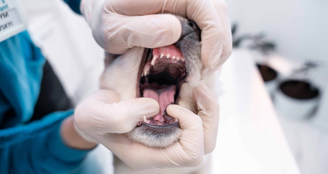Senior Dog Tooth Extraction Recovery (Veterinary Care Tips) Senior Dog Tooth Extraction Recovery (Veterinary Care Tips)