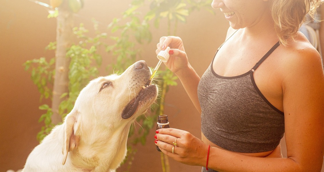 What’s The Best Way To Buy Dog Supplements: Online Or Offline? What’s The Best Way To Buy Dog Supplements: Online Or Offline?