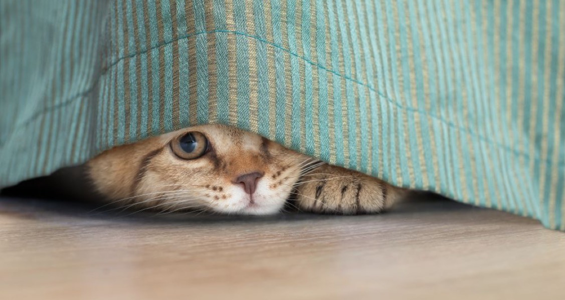 Reasons Why Your Cat May Start Avoiding You Reasons Why Your Cat May Start Avoiding You