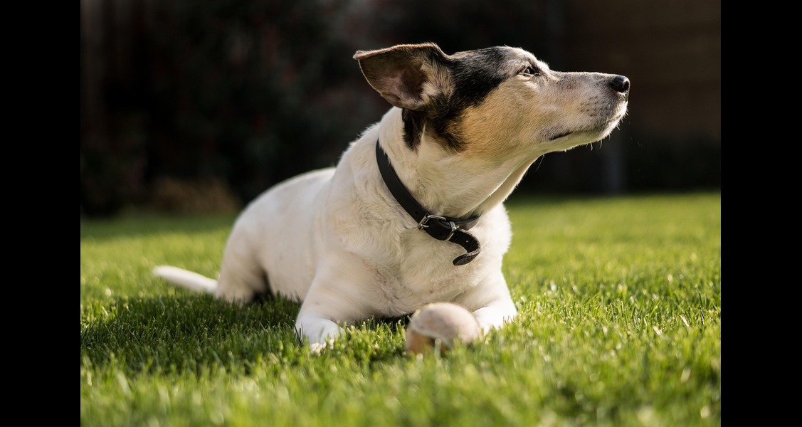 How Personalized Accessories Can Improve Your Pet’s Comfort and Well-Being