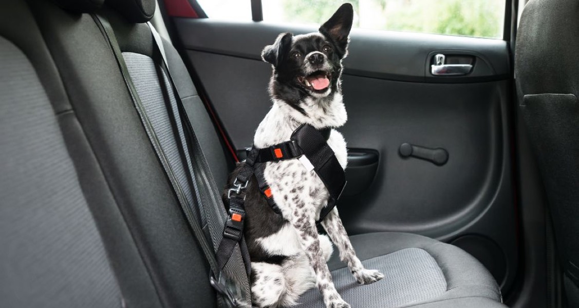 Vehicle Accessories That Keep Your Dog Safe in the Car Vehicle Accessories That Keep Your Dog Safe in the Car