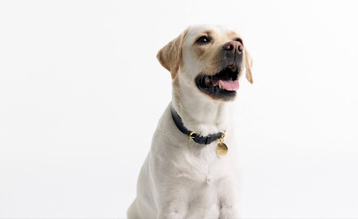 How Personalized Accessories Can Improve Your Pet’s Comfort and Well-Being How Personalized Accessories Can Improve Your Pet’s Comfort and Well-Being