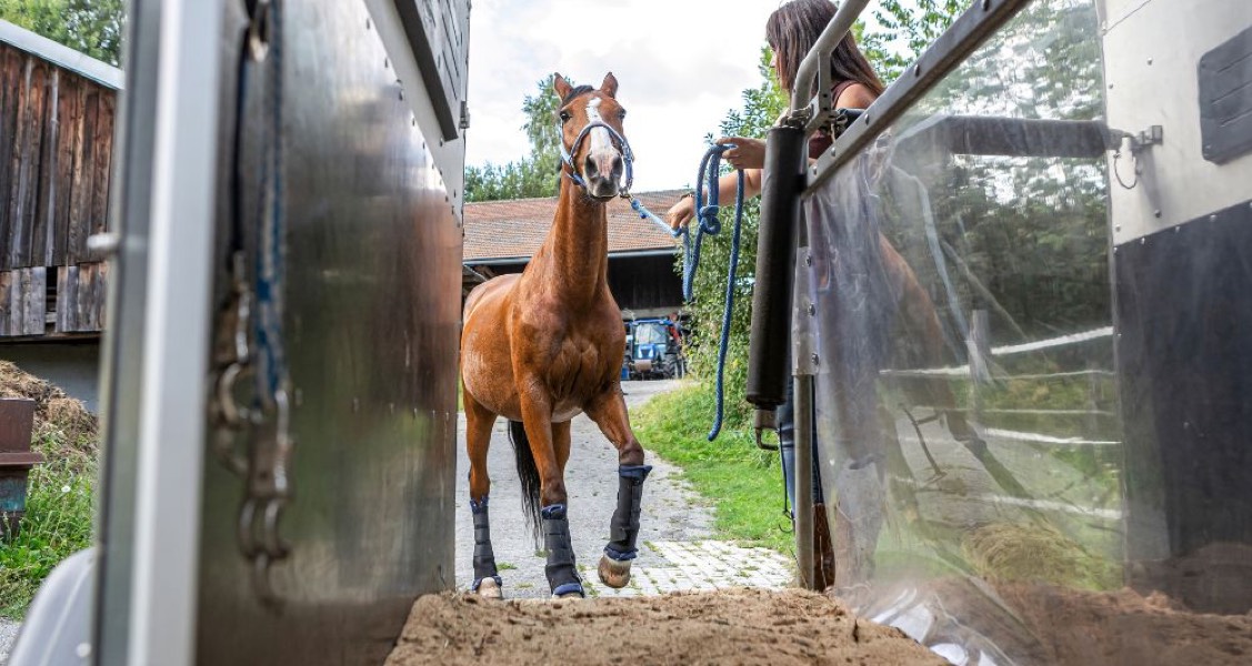 Tips for Reducing Stress for Horses During Transport Tips for Reducing Stress for Horses During Transport