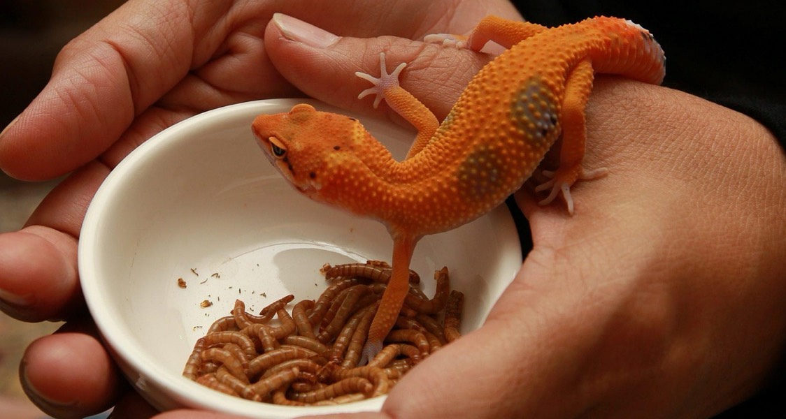 Coir Block Bedding: Essential for Reptile Moisture Control