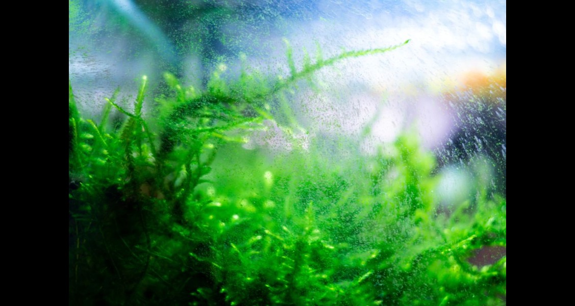 Is Algae Helpful or Harmful for Your Aquarium? Is Algae Helpful or Harmful for Your Aquarium?