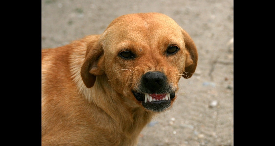 Dog Bite Laws: What Pet Owners Need to Know Dog Bite Laws: What Pet Owners Need to Know