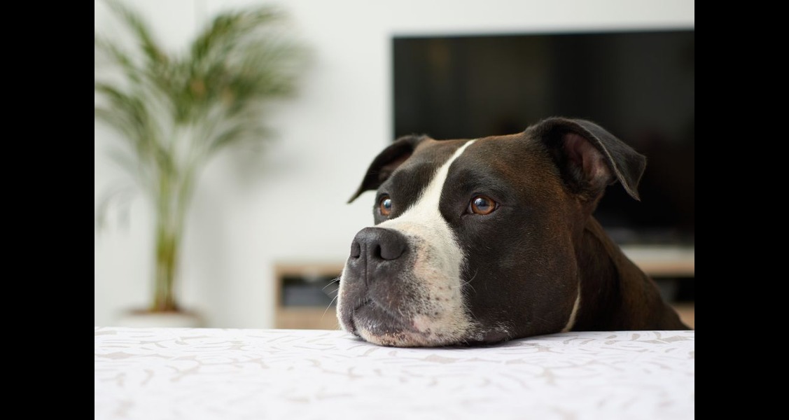 How To Tell if Your Dog Is Feeling Anxious