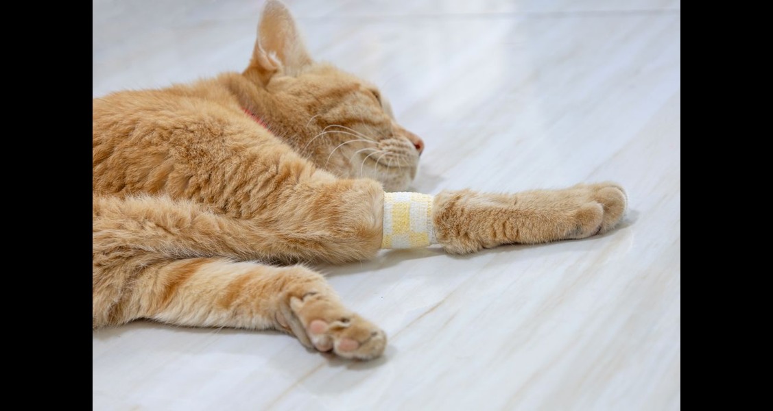 How Diabetes Changes Your Pet’s Healing After Surgery How Diabetes Changes Your Pet’s Healing After Surgery