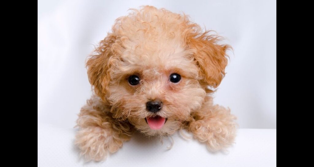 A portrait shot of a puppy sticking its tongue out
