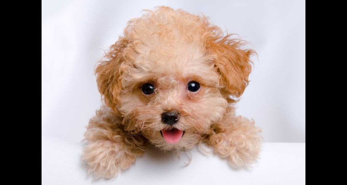 How To Take Proper Care of Teacup Puppies How To Take Proper Care of Teacup Puppies