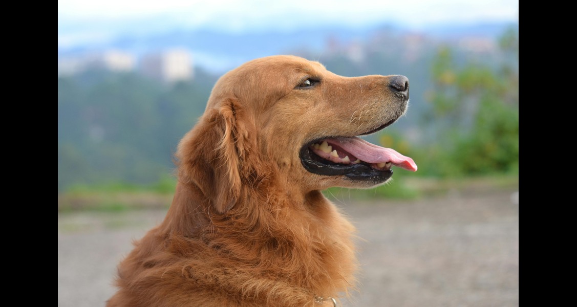 Top Tips For Caring For Your Dog For A Happy & Healthy Life Top Tips For Caring For Your Dog For A Happy & Healthy Life