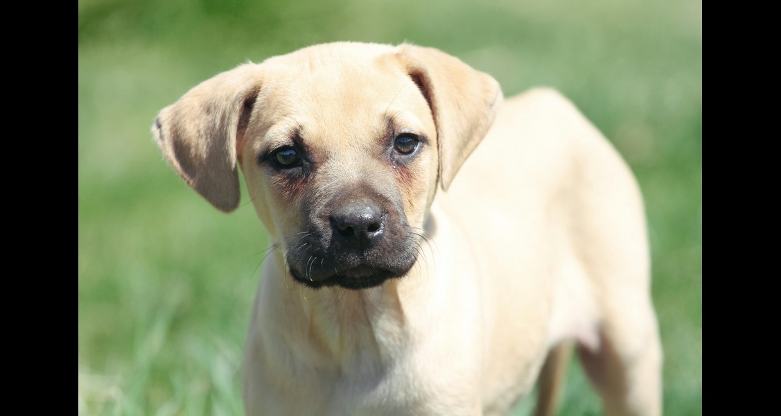 Raising a Puppy with Allergies: Chews, Comfort, and Daily Care Tips That Work Raising a Puppy with Allergies: Chews, Comfort, and Daily Care Tips That Work