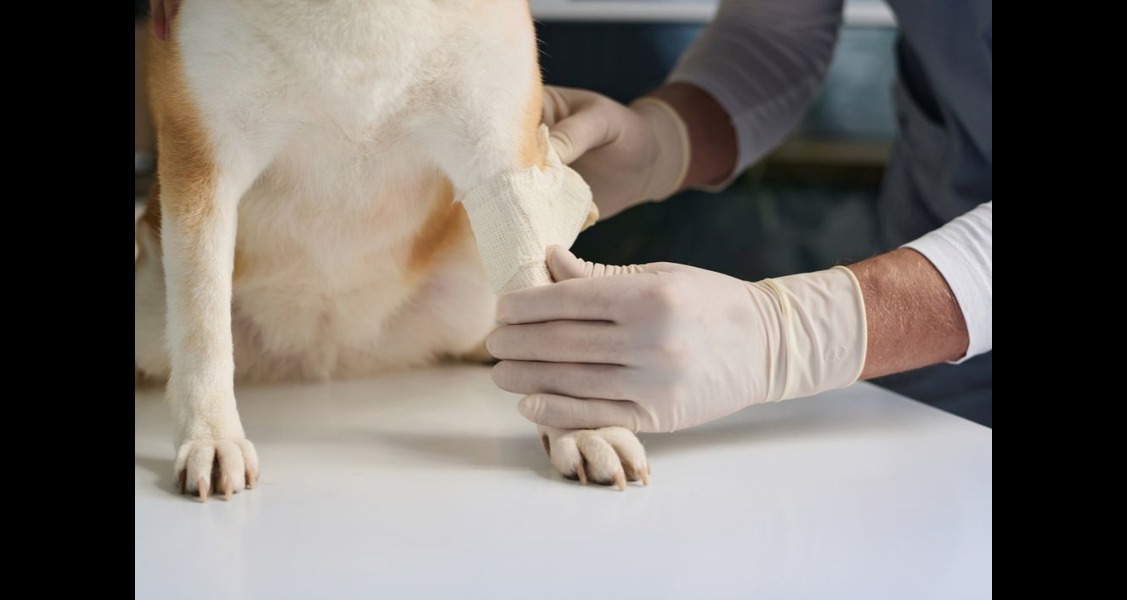 How To Safely Treat Your Pet’s Wounds at Home How To Safely Treat Your Pet’s Wounds at Home