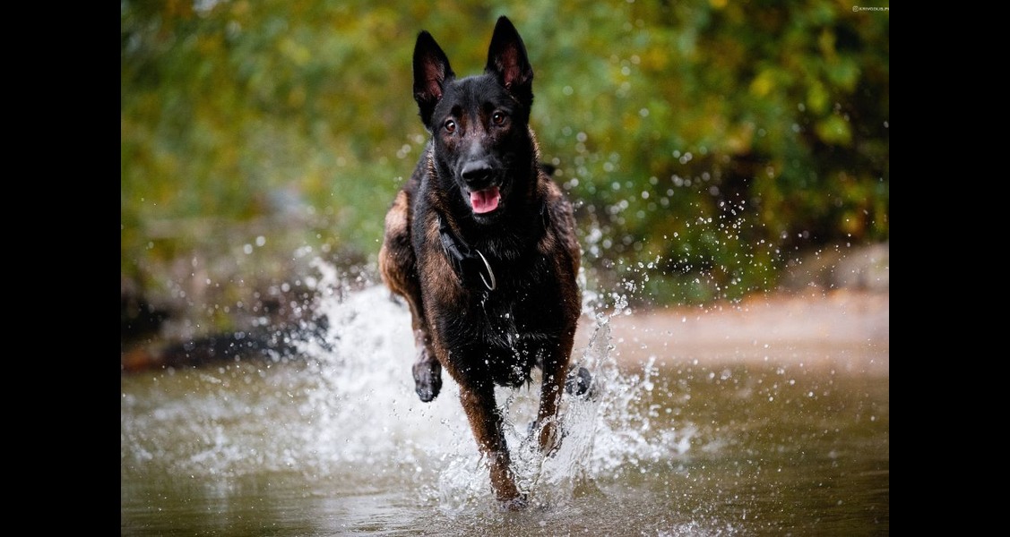 5 Signs Your Training Regimen Is Too Much for Your Dog